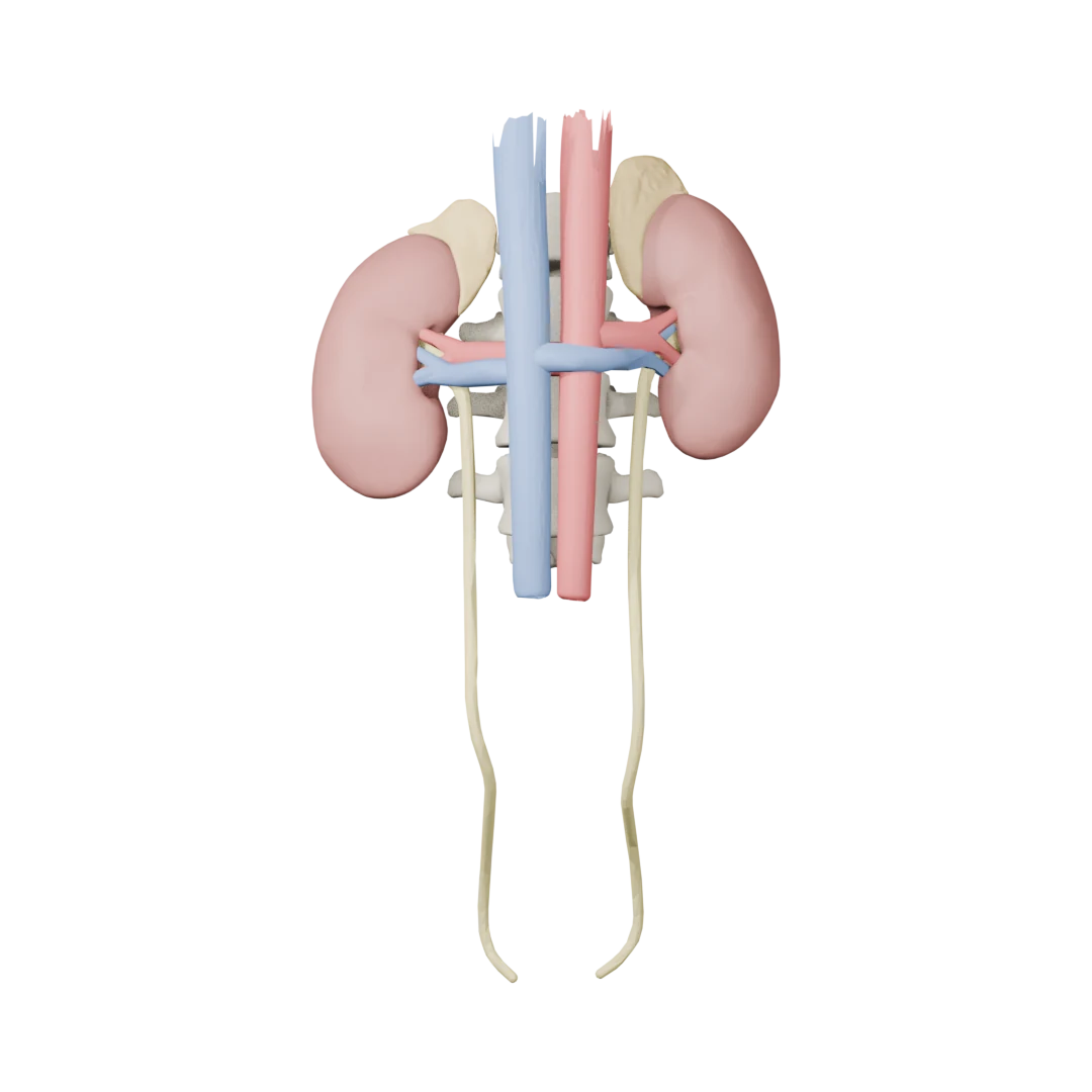 Böbrekler, böbrek üstü bezleri, renal damarlar, üreterler, aorta ve VCI (BodyParts3D) — onden