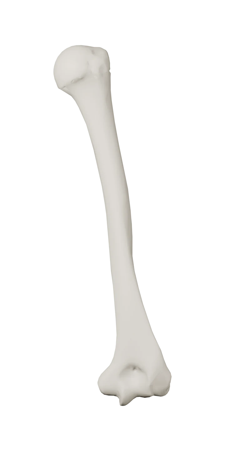 Sağ humerus (Anatomi) — arkadan
