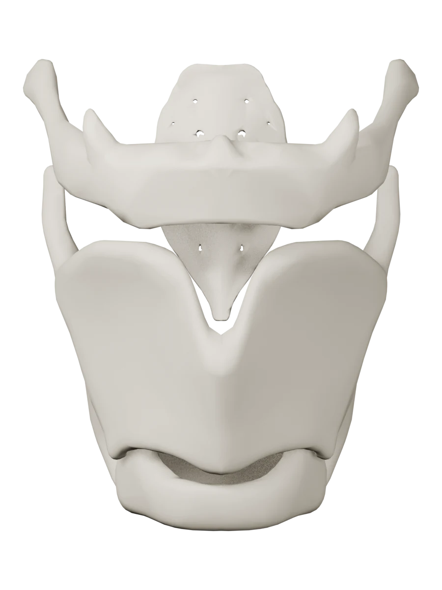 Larinks kıkırdakları, hyoid ve trakea (Anatomi) — onden