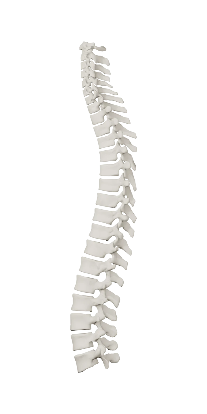 Columna vertebralis (Anatomi) — soldan