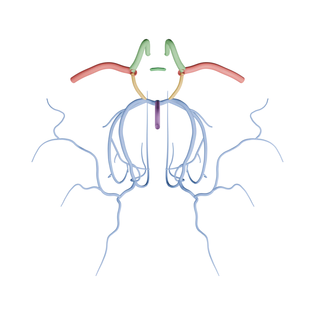 Willis poligonu ve beyin arterleri, alttan (a. vertebralis çıkarıldı) (Anatomi) — alttan